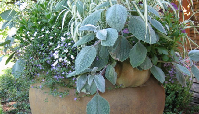 Englewood Residence | Kingfisher Landscape | Build | Serving Colorado